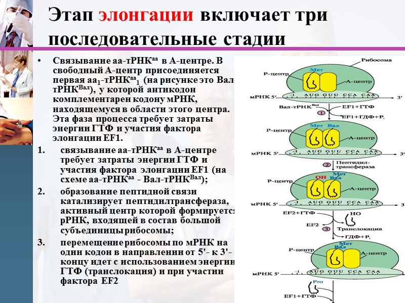 Этап элонгации включает три последовательные стадии Связывание аа-тРНКаа в А-центре. В свободный А-центр присоединяется